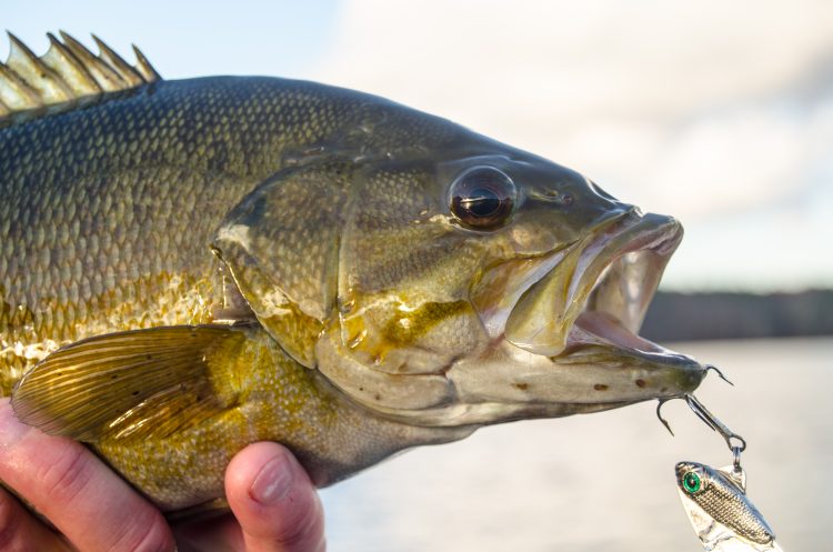 smallmouth bass