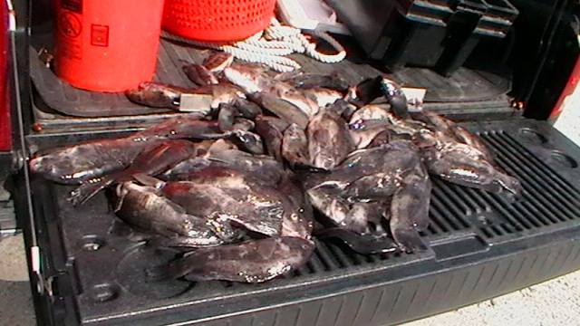 Tautog Poachers