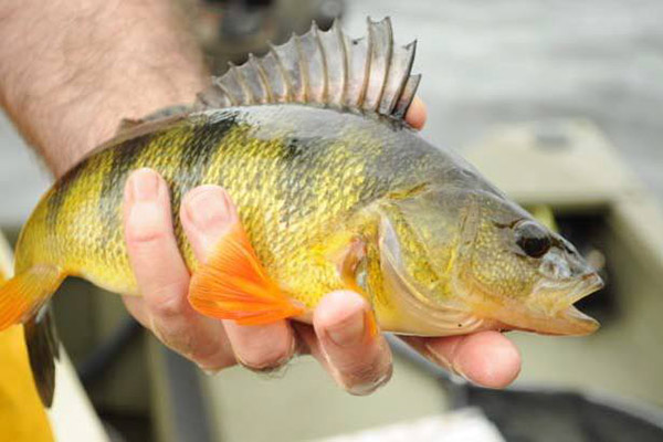 Anglers are catching lots of hefty Yellow Perch using nightcrawlers and live minnows.