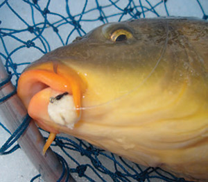 This carp hit a doughball, a good choice for a winter bait. The author uses only two baits in the wintertime: sweet corn and doughballs.