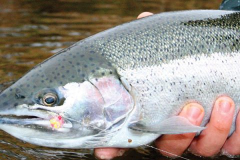 December Steelhead Trout