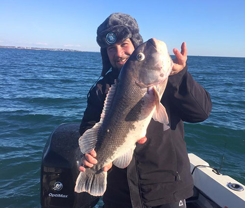 John Pina is still catching tautog off Newport, Rhode Island.
