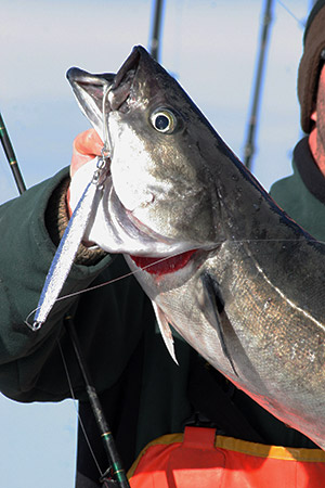 Pollock will readily attack jigs