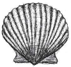 Scallop