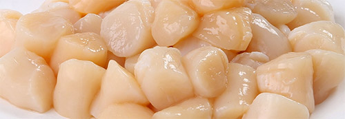 Freshly shucked bay scallops