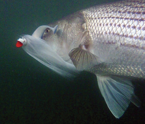 The most important part of the mojo is the 9- to 12-inch shad body rigged on the jig.