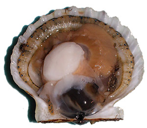 shucked scallop