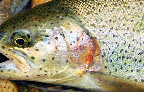 Trout tend to have their brightest coloration during the winter months.