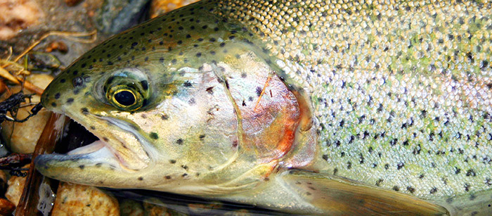 Trout tend to have their brightest coloration during the winter months.