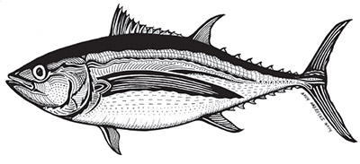 tuna-pen-ink