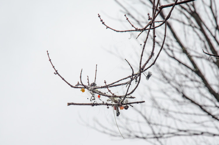 The Pulaski Pine Tree blooms with this unique foliage from September to May. 