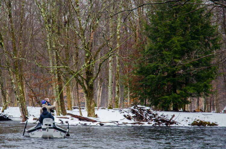 Ryan Bibeau adding some decoration to the Pulaski Pine. 