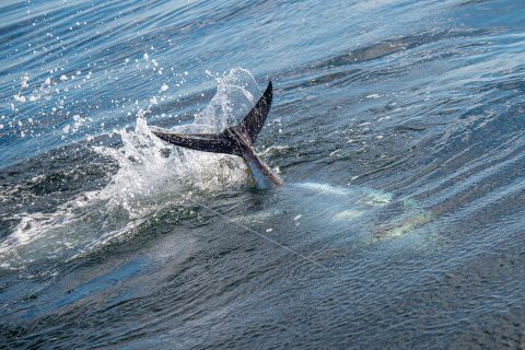 Big Bluefin Tuna Behavior