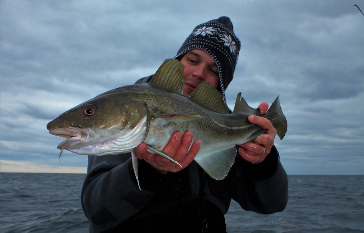 coxes ledge cod cape cod fishing Falmouth