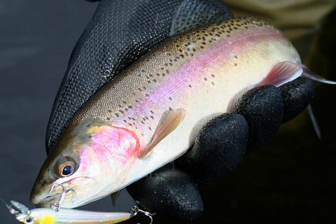 Rhode Island Pre-Stocking Trout Opportunities