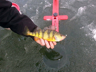 Josh Ditzler recently caught this tasty Yellow Perch