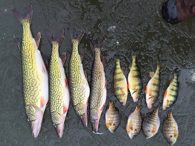 Kyle Stewart caught some nice Chain Pickerel, Yellow Perch, and Bluegill 