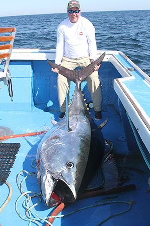 Maine bluefin