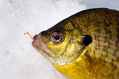 Small, brightly colored ice jigs make great sight-fishing baits for panfish.