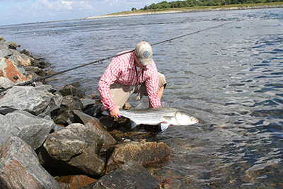 Cape Cod Canal striper