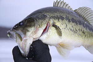 Largemouth bass are a possibility on just about any frozen Long Island pond. 