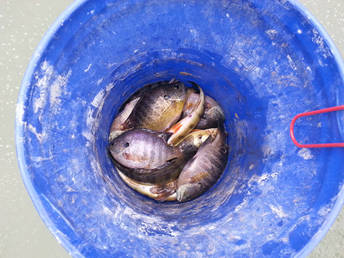 Foster Joseph Sayers Lake legal catches