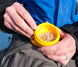 Fresh maggots are an angler's best friend when tipping small crappie jigs and lures.