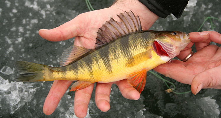 yellow perch caught through the ice