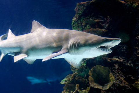 Sand Tiger Shark