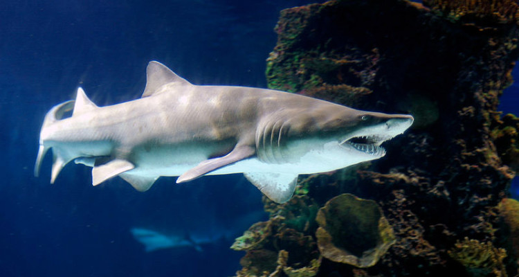Sand Tiger Shark
