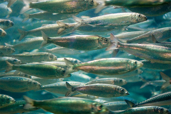 sea herring