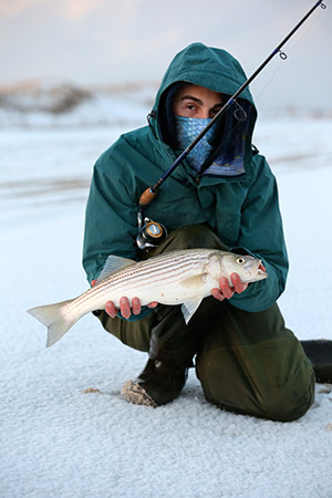 Small stripers feed in the surf all winter long.