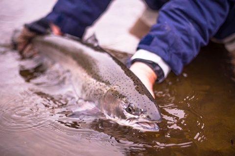 Attention Lake Ontario Trout and Salmon Anglers