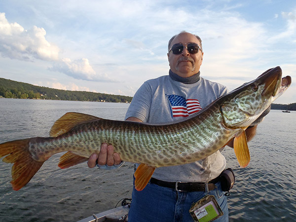 Lou Martinez caught this gorgeous late August tiger muskie trolling in open water.
