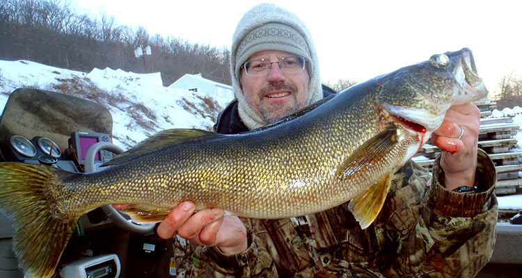 As water temperatures decrease, a slower trolling speed will draw more bites. Slowing down triggered this bottom-hugging walleye to bite.  