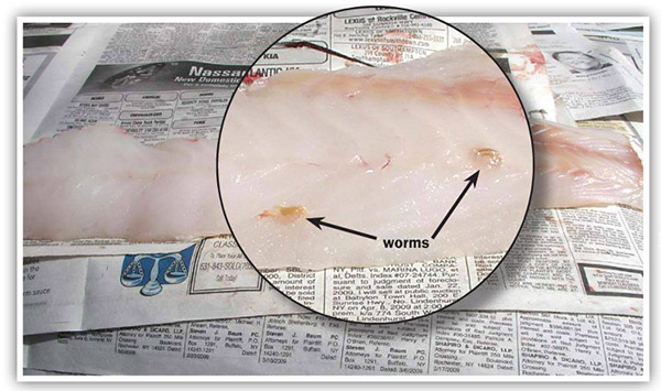 Worms will appear as dark coils in the meat of a fillet
