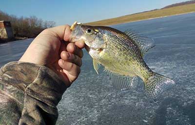 The Crappie bite was on at Hamilton Lake this past weekend!