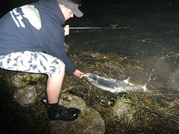 Tarpon this size were common around the Keys bridges after the sunset, yet hardly any fishermen were encountered after dark.