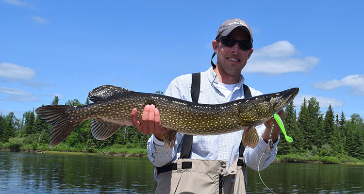 Pike