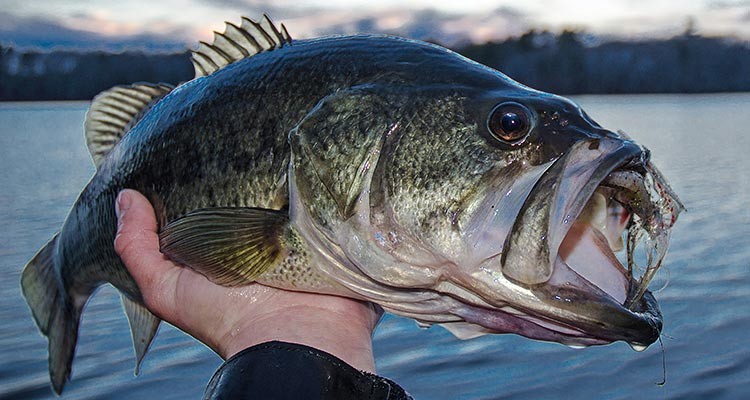 Cold Water Largemouth Bass