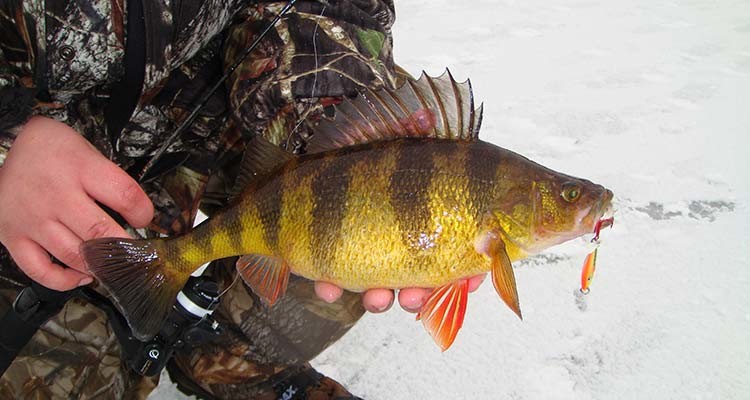 Jumbo perch