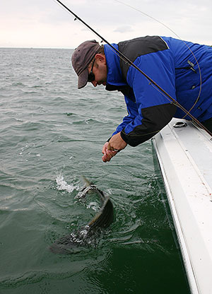 Using a fluorocarbon leader above your bait or lure not only helps protect against abrasion, it also makes handling and controlling a big fish much easier at boatside.
