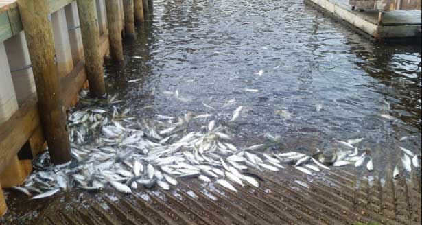Peconic fish kill