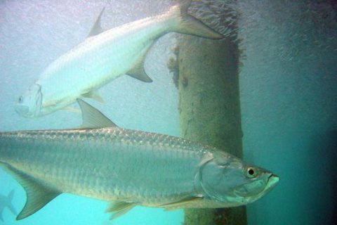 The Florida Keys By foot