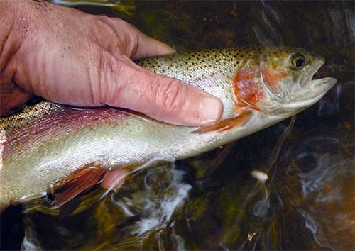 A typical Titicus rainbow trout 