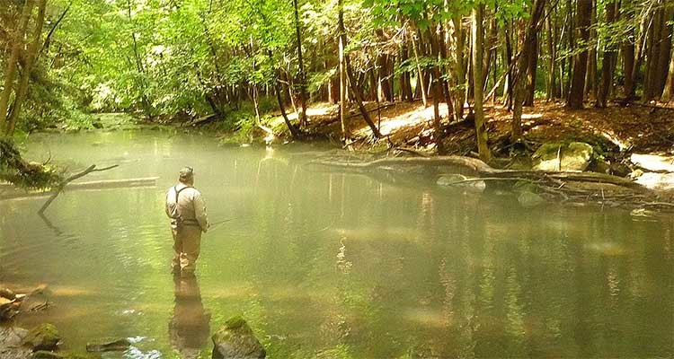 The dense canopy over the Titicus keeps the light levels low, causing many &ldquo;evening hatches&rdquo; to happen mid-day.