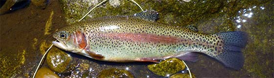 freshly stocked rainbows and stream-born trout can be found throughout the stream