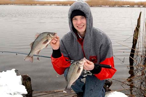 Winter White Perch