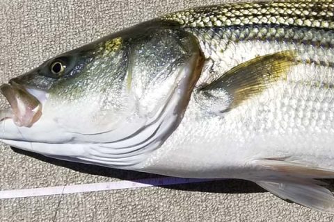 2017 Saltwater Fishing Regulations