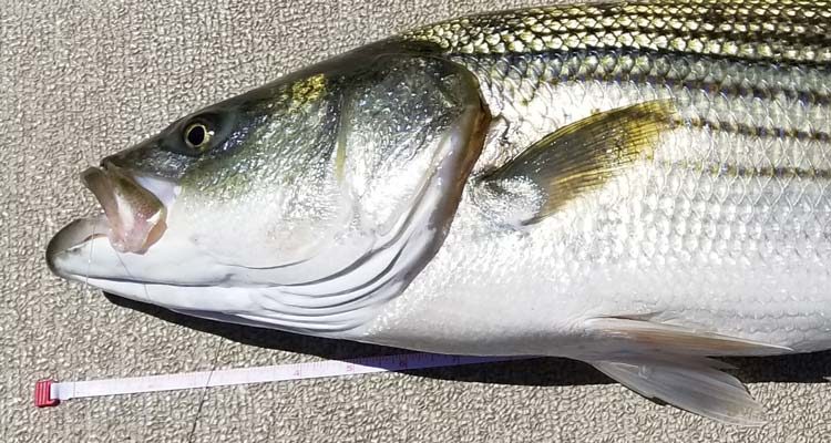 2017 Saltwater Fishing Regulations